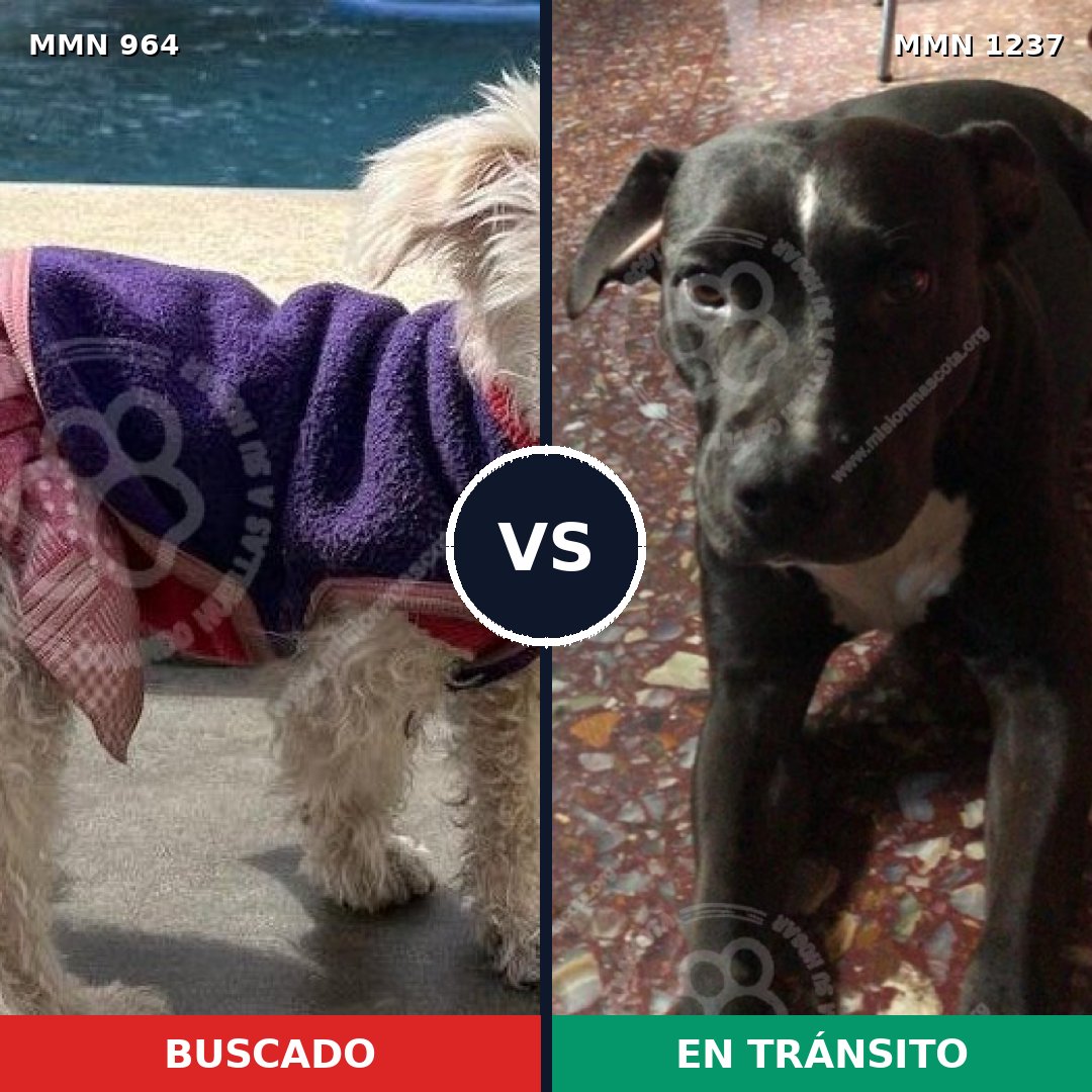 Comparativa MMS 20367: mascota perdida y mascota encontrada, 44% de similitud