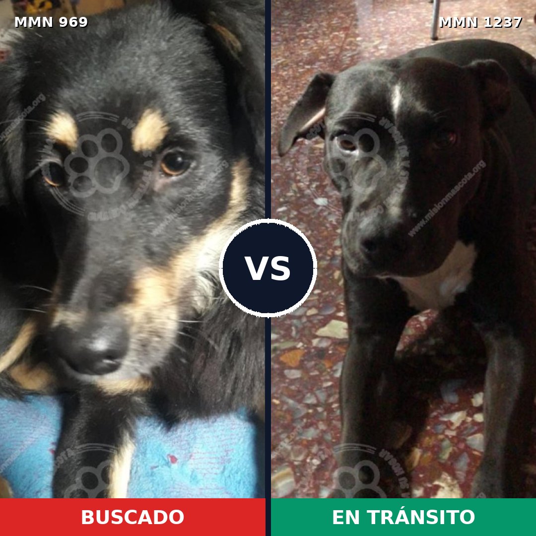 Comparativa MMS 20369: mascota perdida y mascota encontrada, 84% de similitud