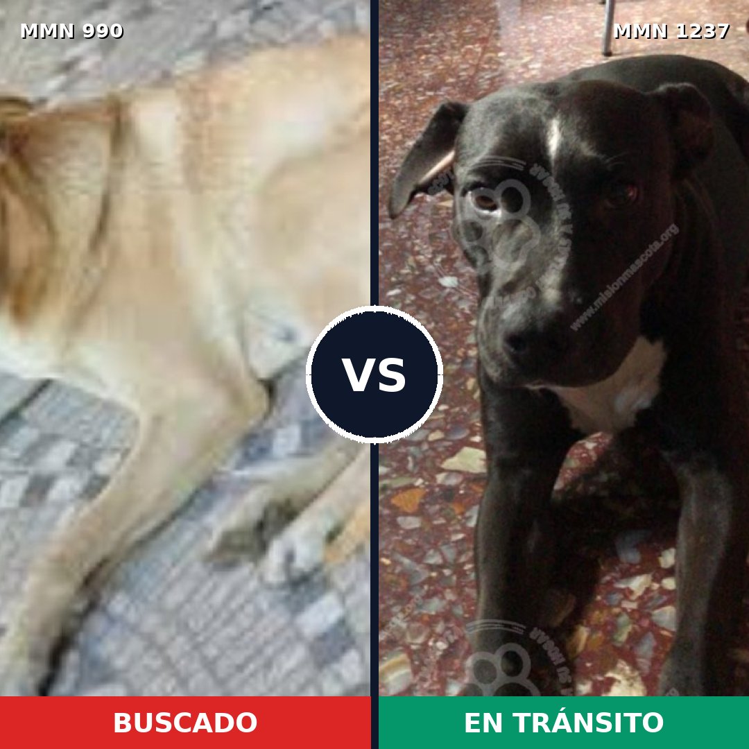 Comparativa MMS 20372: mascota perdida y mascota encontrada, 80% de similitud