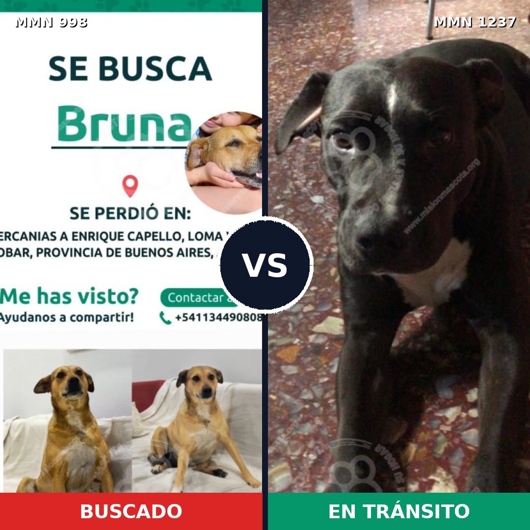 Comparativa MMS 20373: mascota perdida y mascota encontrada, 52% de similitud