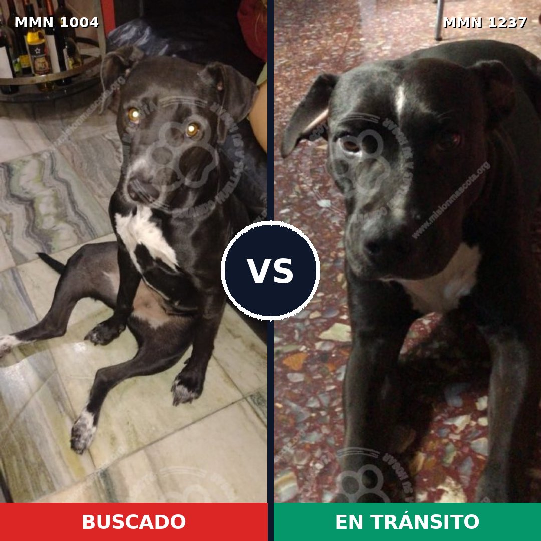 Comparativa MMS 20374: mascota perdida y mascota encontrada, 90% de similitud