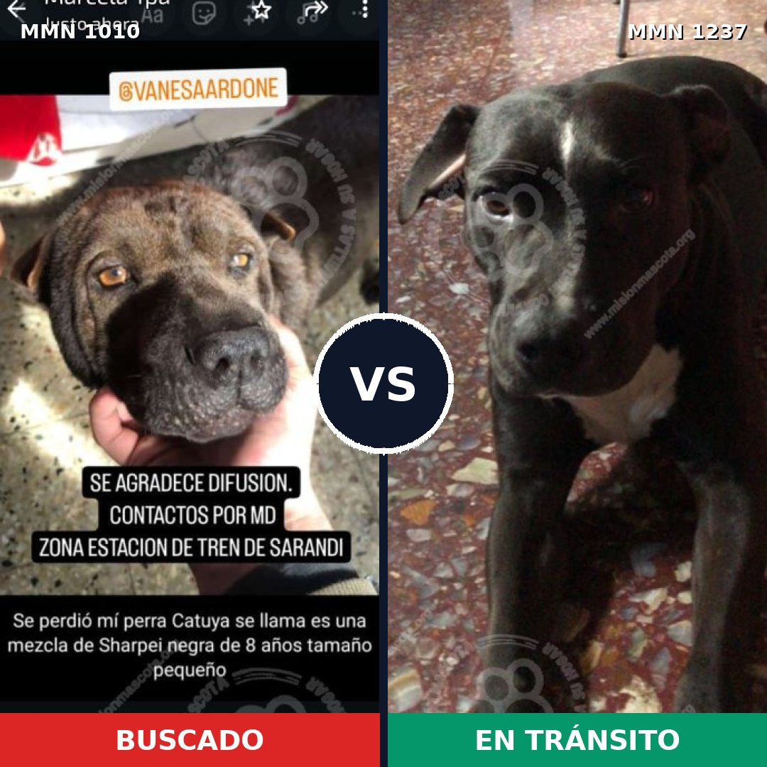 Comparativa MMS 20376: mascota perdida y mascota encontrada, 57% de similitud