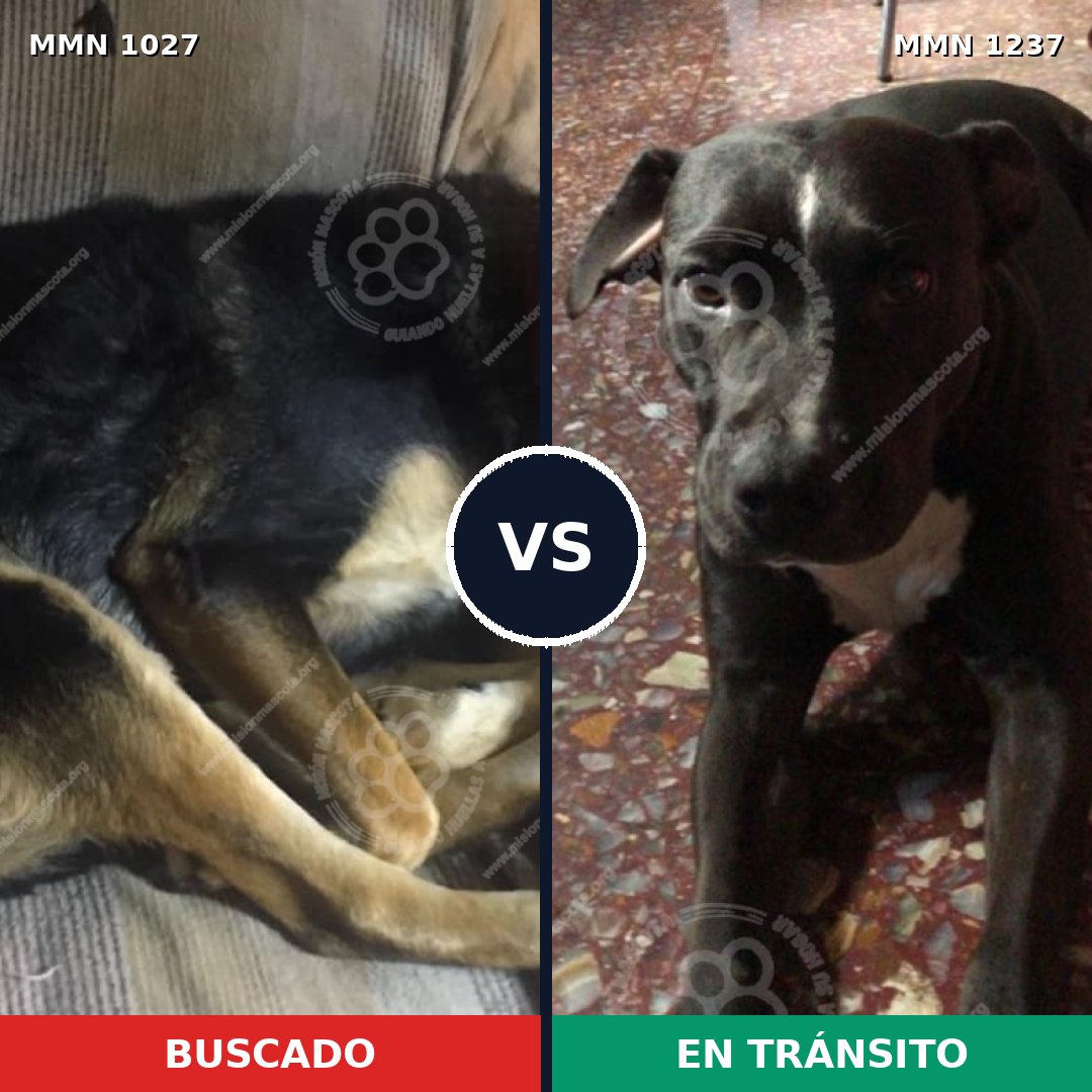 Comparativa MMS 20378: mascota perdida y mascota encontrada, 79% de similitud