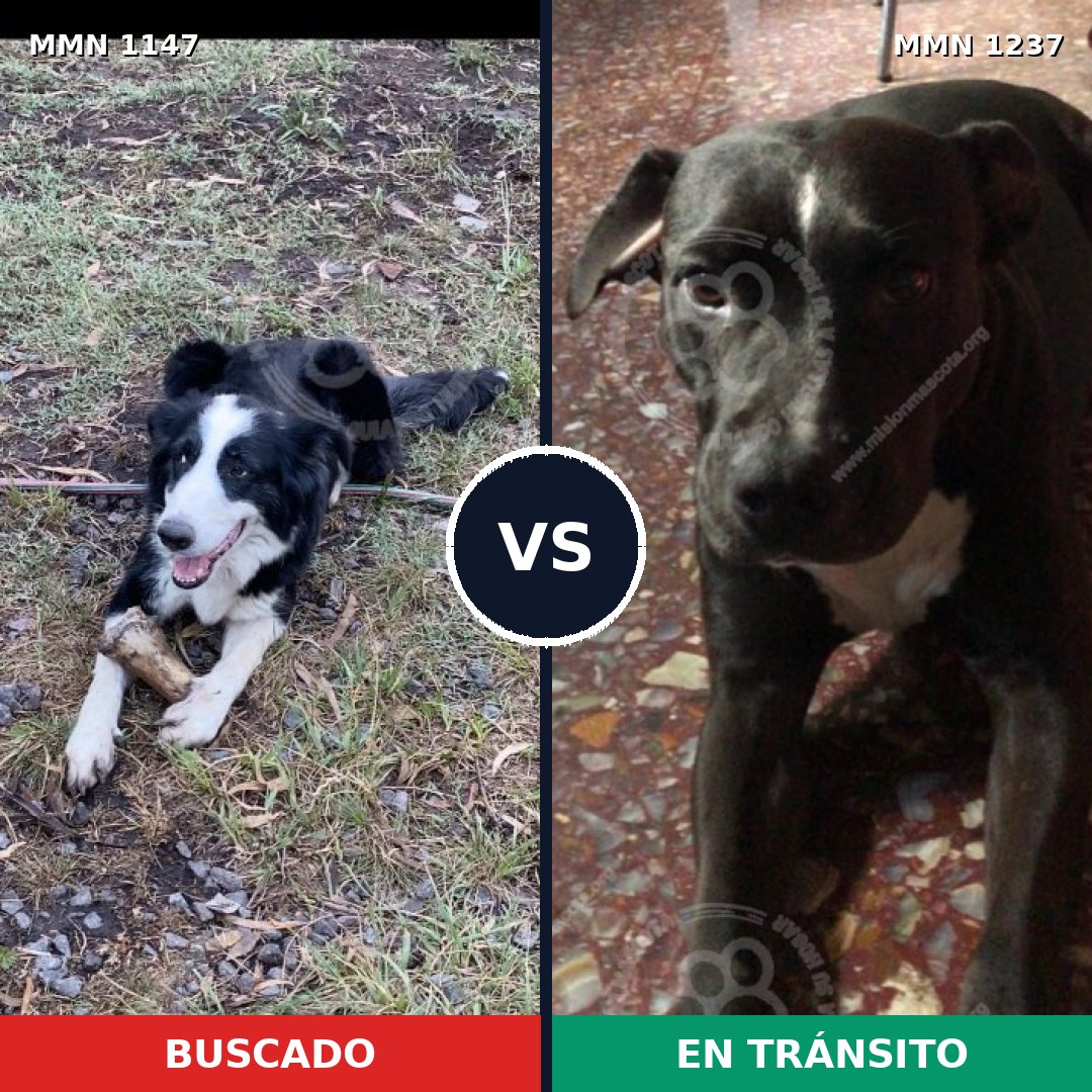 Comparativa MMS 20379: mascota perdida y mascota encontrada, 57% de similitud