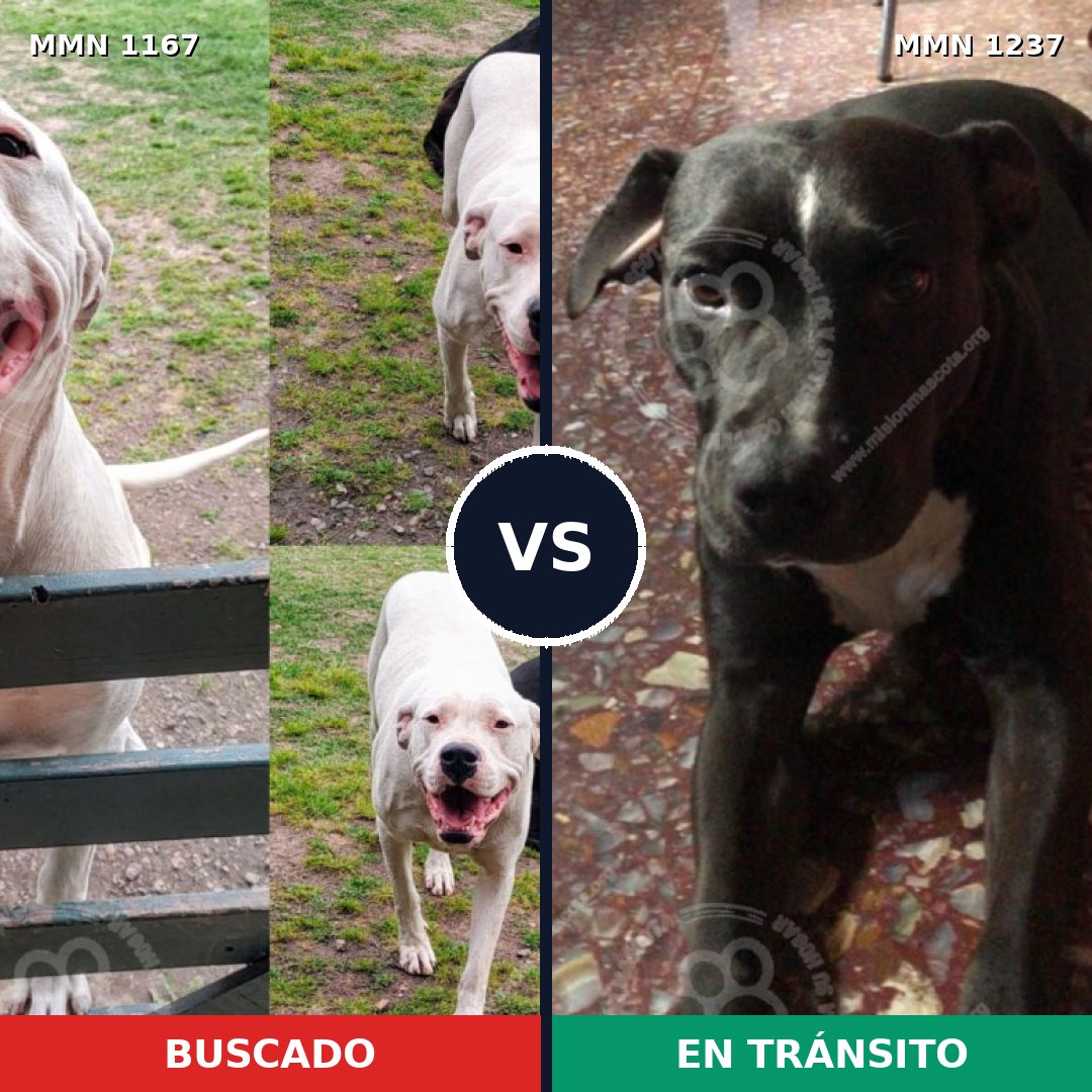 Comparativa MMS 20383: mascota perdida y mascota encontrada, 48% de similitud