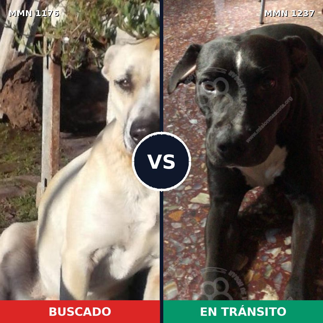 Comparativa MMS 20384: mascota perdida y mascota encontrada, 74% de similitud