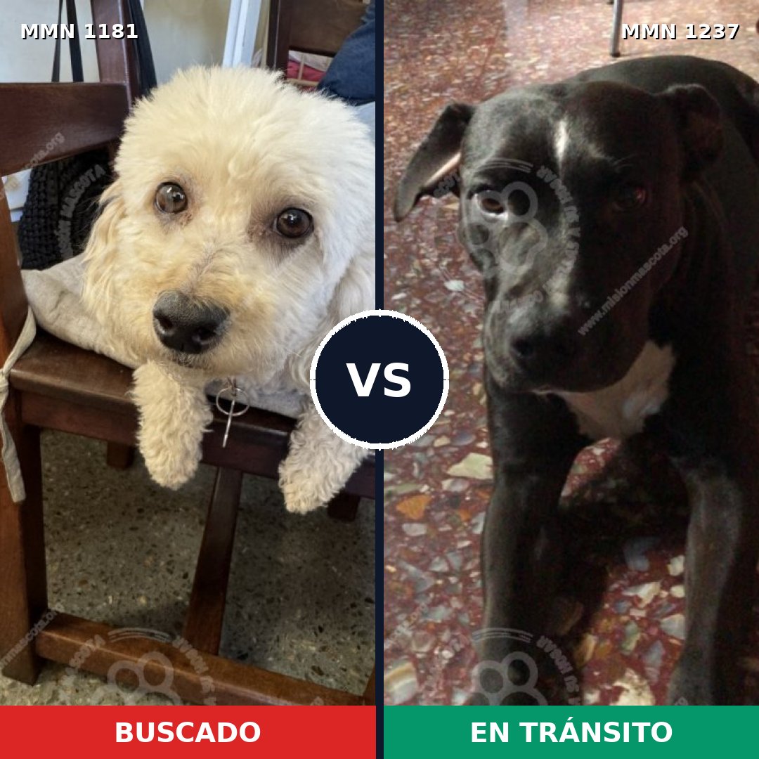 Comparativa MMS 20385: mascota perdida y mascota encontrada, 35% de similitud