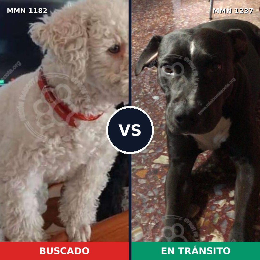 Comparativa MMS 20386: mascota perdida y mascota encontrada, 43% de similitud