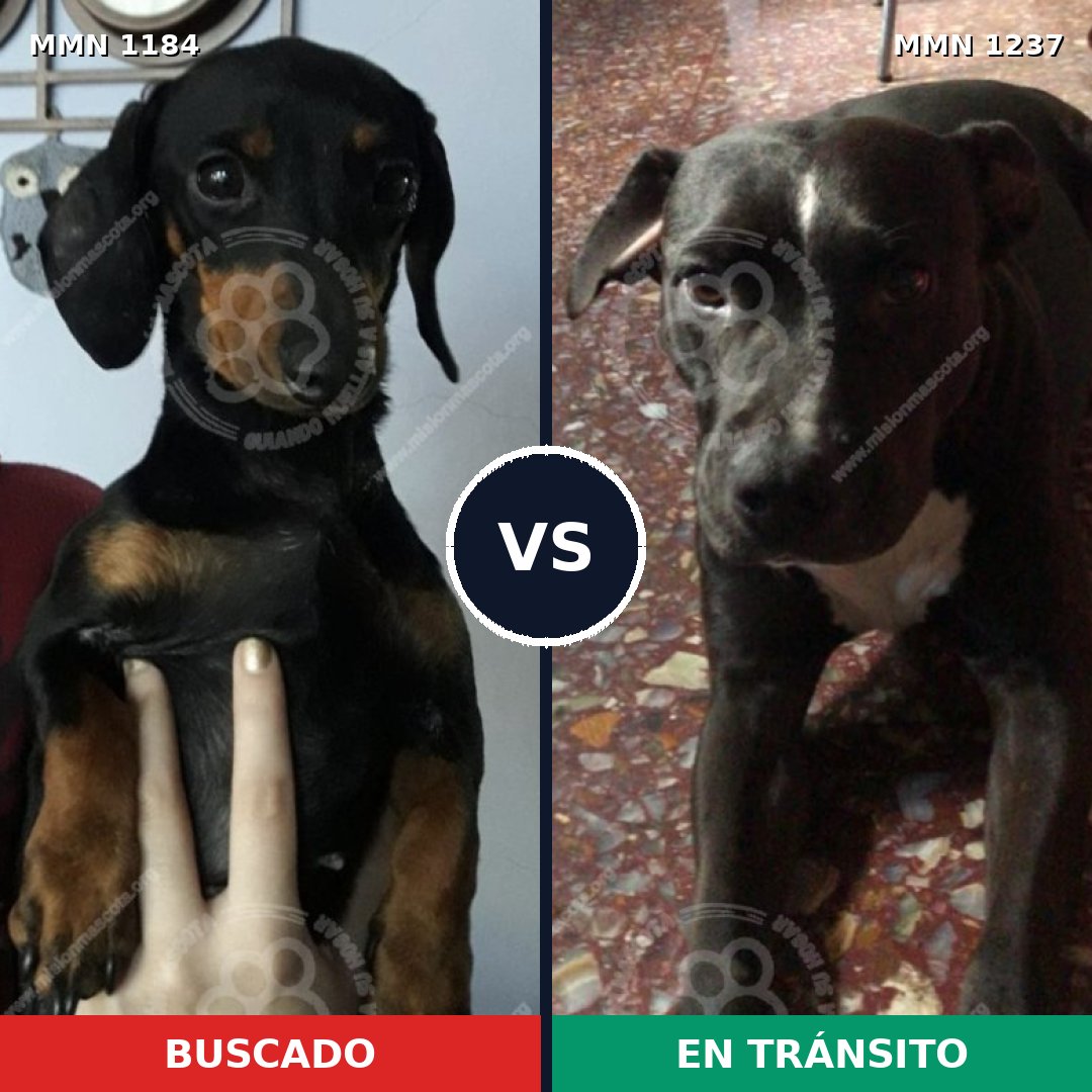Comparativa MMS 20387: mascota perdida y mascota encontrada, 49% de similitud