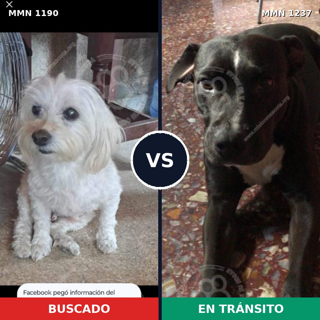 Comparativa MMS 20389: mascota perdida y mascota encontrada, 42% de similitud