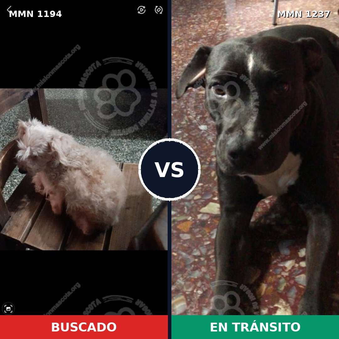 Comparativa MMS 20391: mascota perdida y mascota encontrada, 41% de similitud