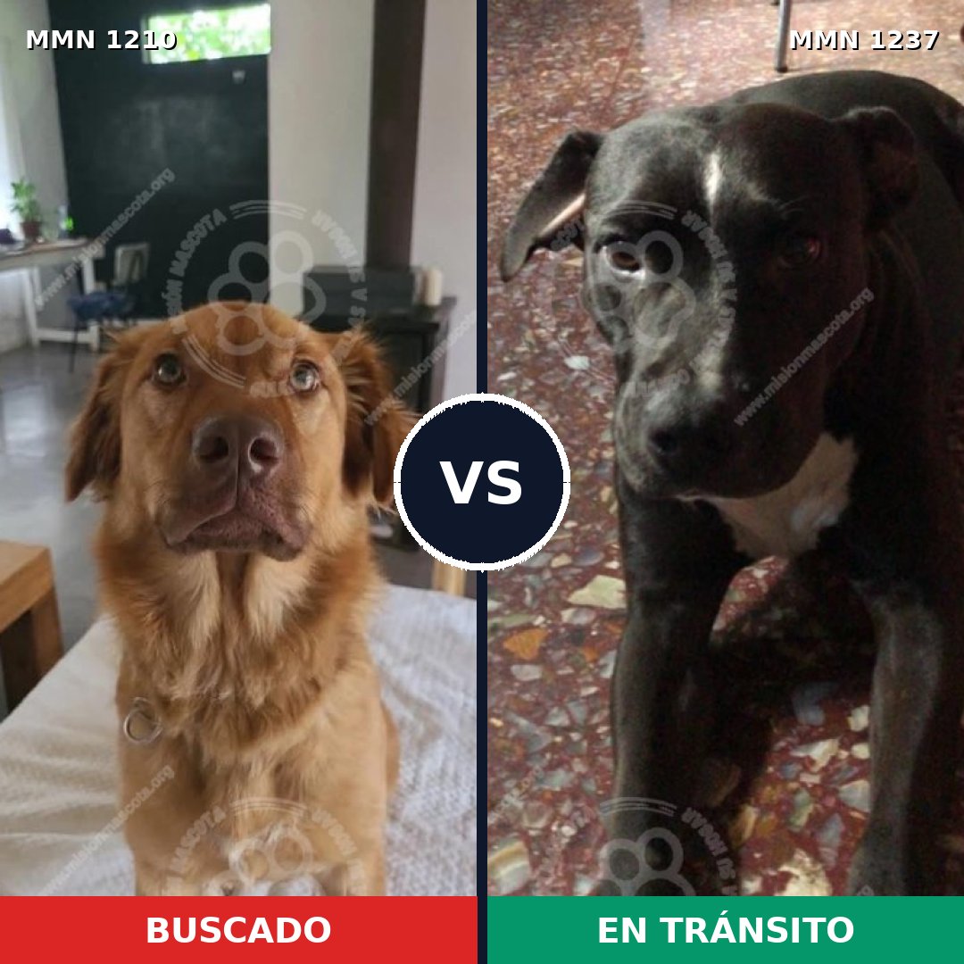 Comparativa MMS 20392: mascota perdida y mascota encontrada, 66% de similitud