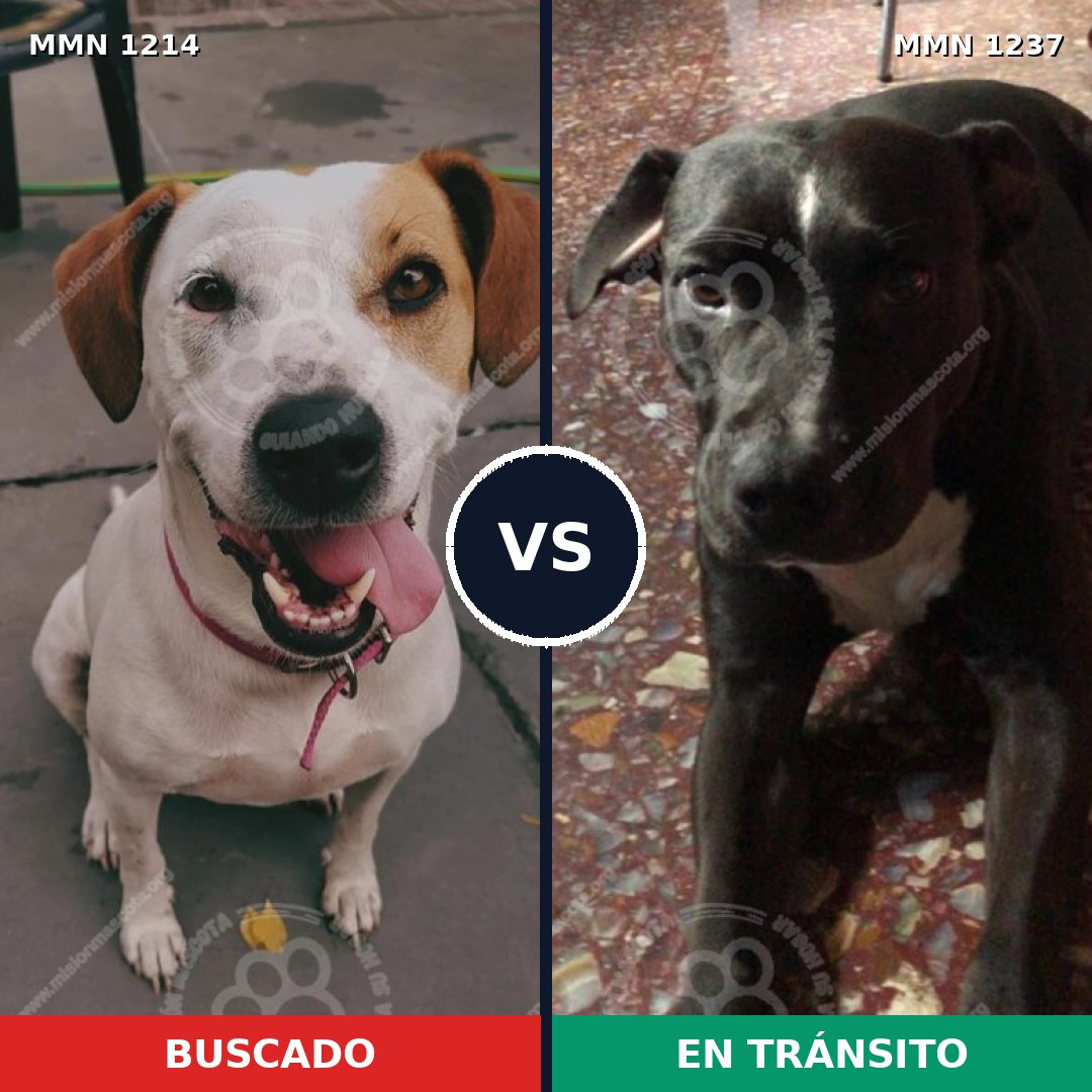 Comparativa MMS 20393: mascota perdida y mascota encontrada, 74% de similitud