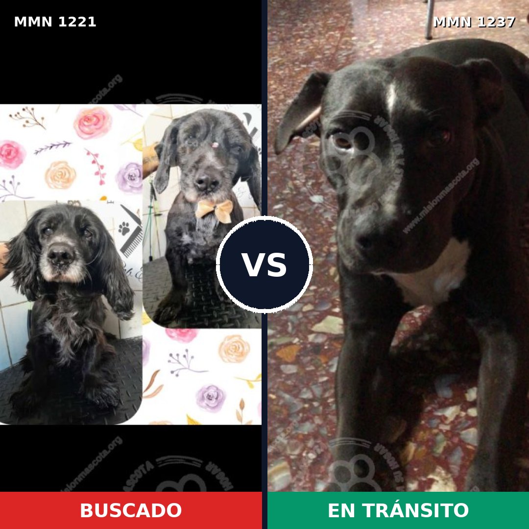 Comparativa MMS 20395: mascota perdida y mascota encontrada, 83% de similitud