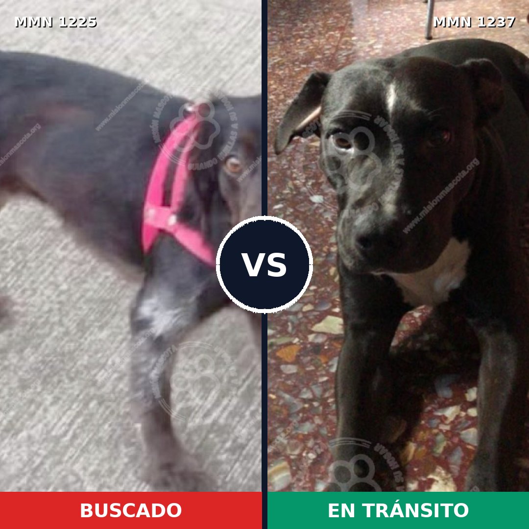 Comparativa MMS 20397: mascota perdida y mascota encontrada, 77% de similitud