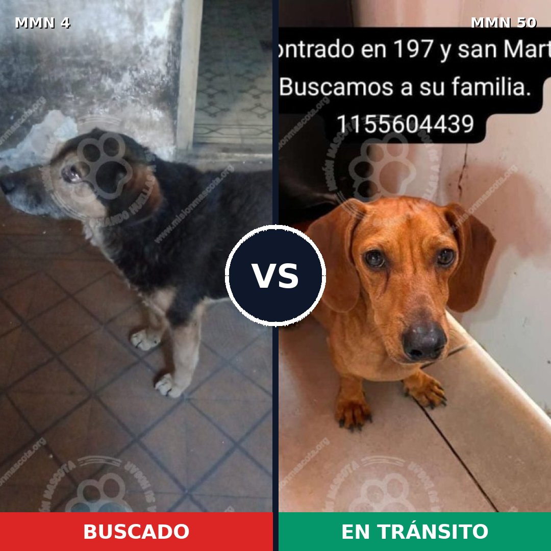 Comparativa MMS 204: mascota perdida y mascota encontrada, 29% de similitud