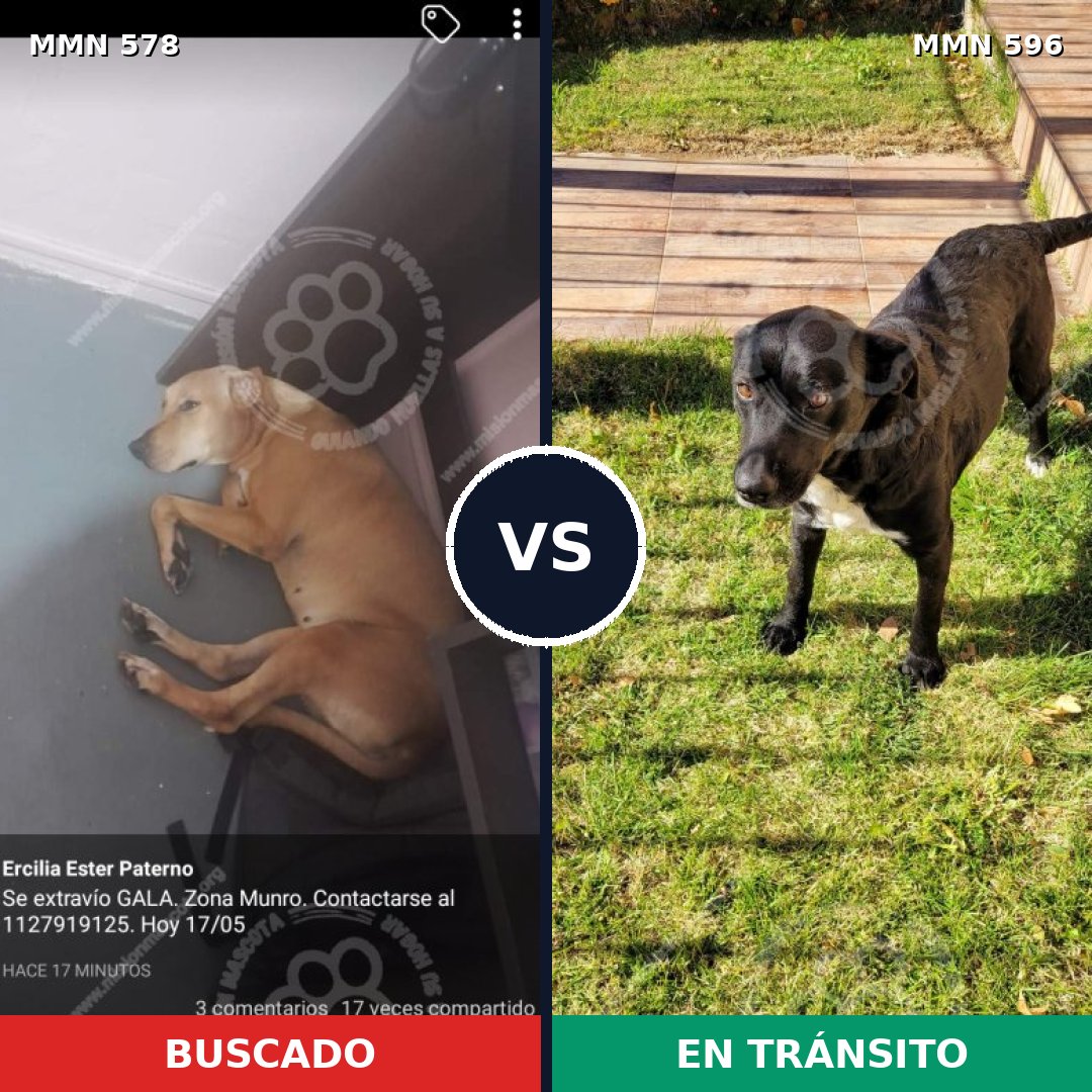 Comparativa MMS 20401: mascota perdida y mascota encontrada, 61% de similitud