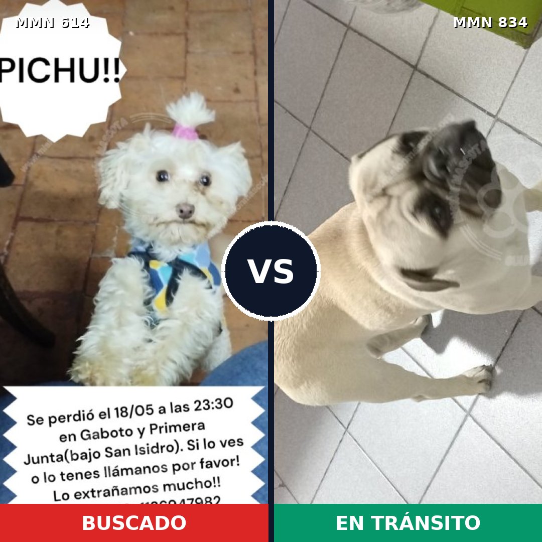 Comparativa MMS 20402: mascota perdida y mascota encontrada, 40% de similitud