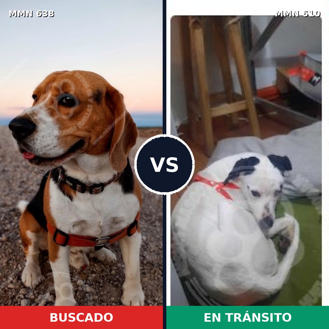Comparativa MMS 20404: mascota perdida y mascota encontrada, 34% de similitud