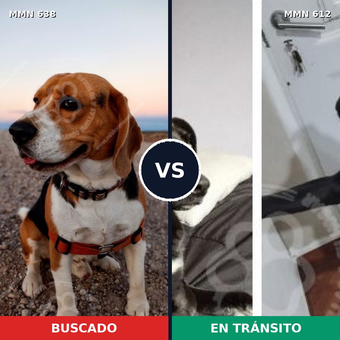 Comparativa MMS 20405: mascota perdida y mascota encontrada, 42% de similitud