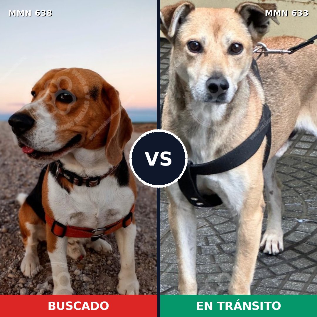 Comparativa MMS 20406: mascota perdida y mascota encontrada, 29% de similitud