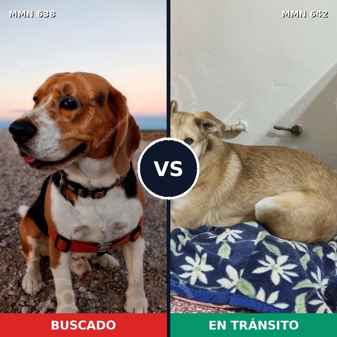 Comparativa MMS 20407: mascota perdida y mascota encontrada, 15% de similitud