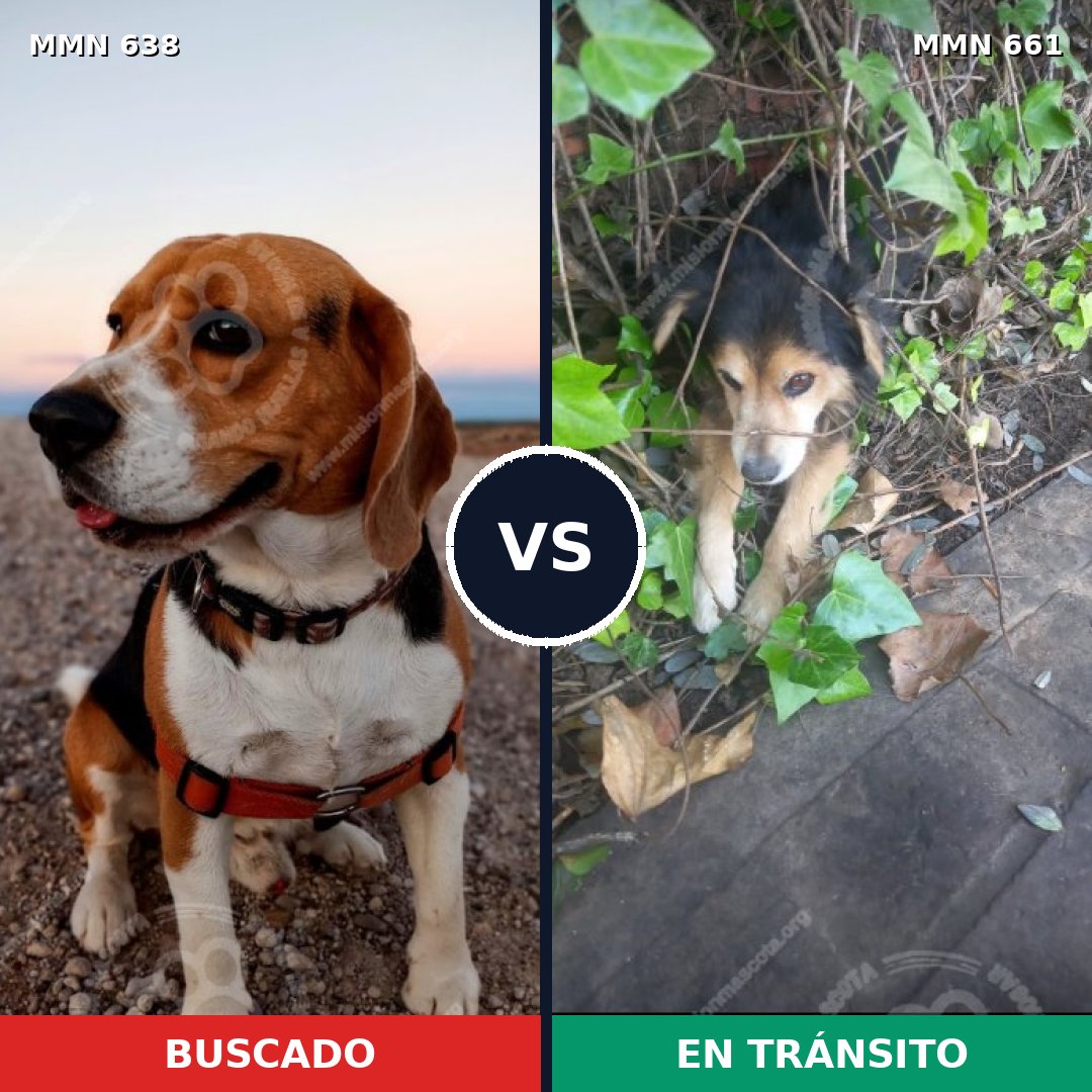 Comparativa MMS 20408: mascota perdida y mascota encontrada, 42% de similitud