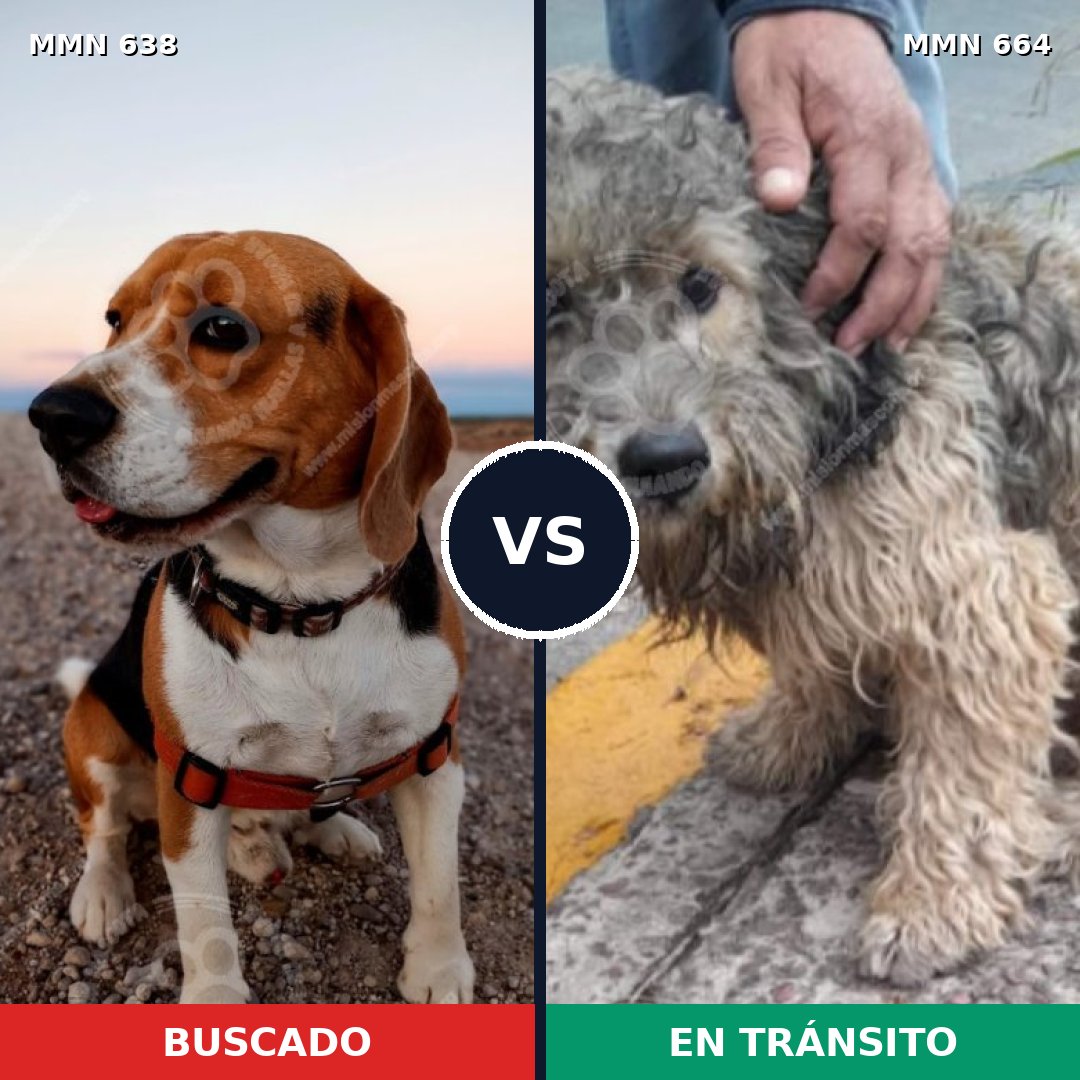 Comparativa MMS 20409: mascota perdida y mascota encontrada, 29% de similitud