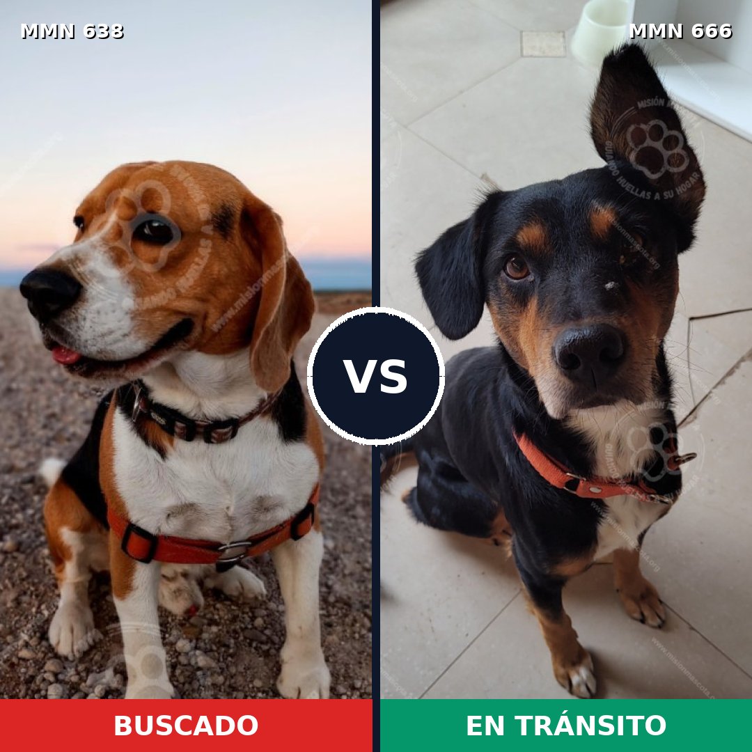 Comparativa MMS 20410: mascota perdida y mascota encontrada, 42% de similitud