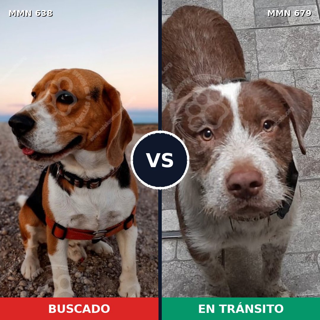 Comparativa MMS 20411: mascota perdida y mascota encontrada, 21% de similitud