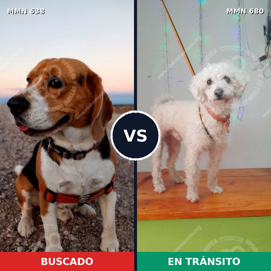 Comparativa MMS 20412: mascota perdida y mascota encontrada, 37% de similitud