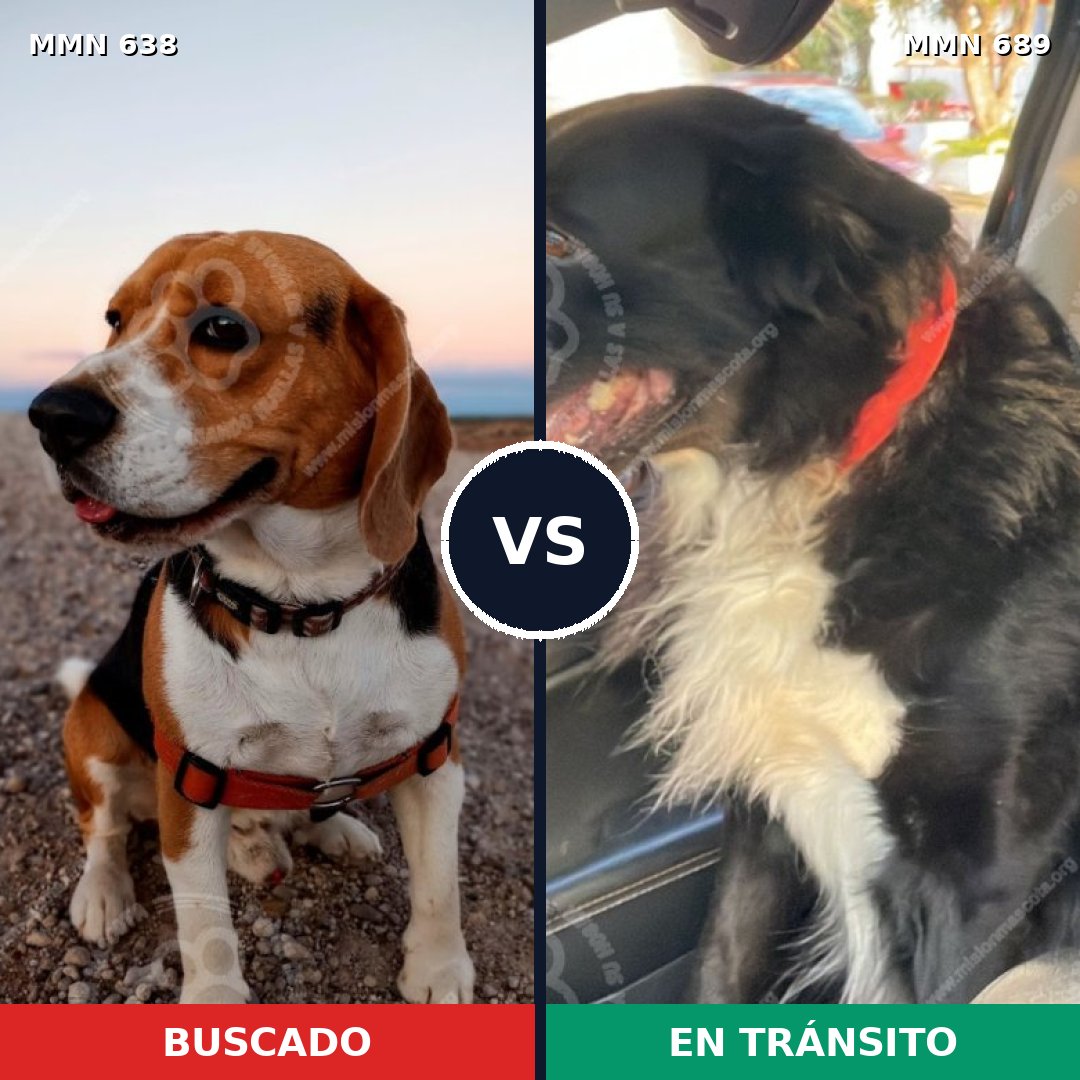 Comparativa MMS 20414: mascota perdida y mascota encontrada, 39% de similitud