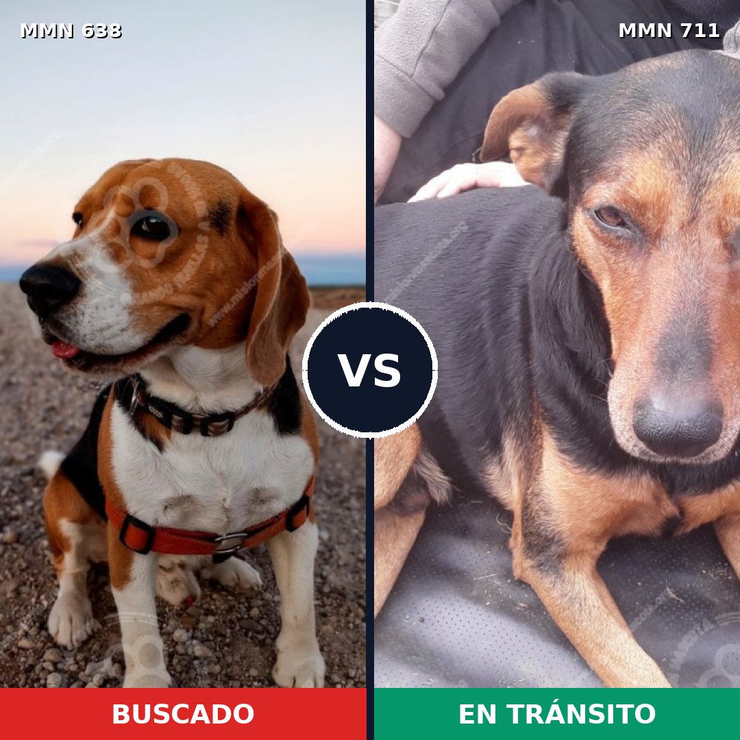 Comparativa MMS 20415: mascota perdida y mascota encontrada, 29% de similitud