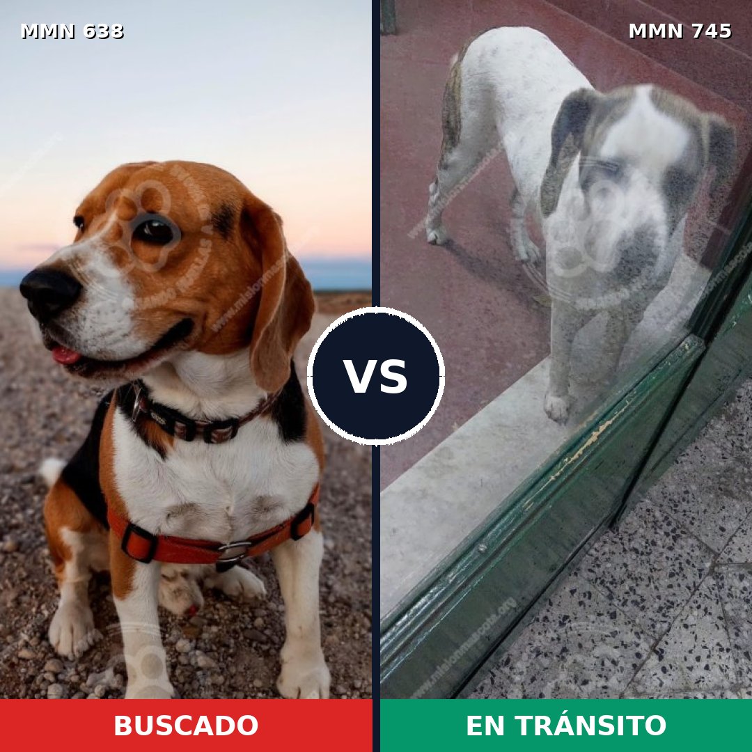 Comparativa MMS 20419: mascota perdida y mascota encontrada, 41% de similitud