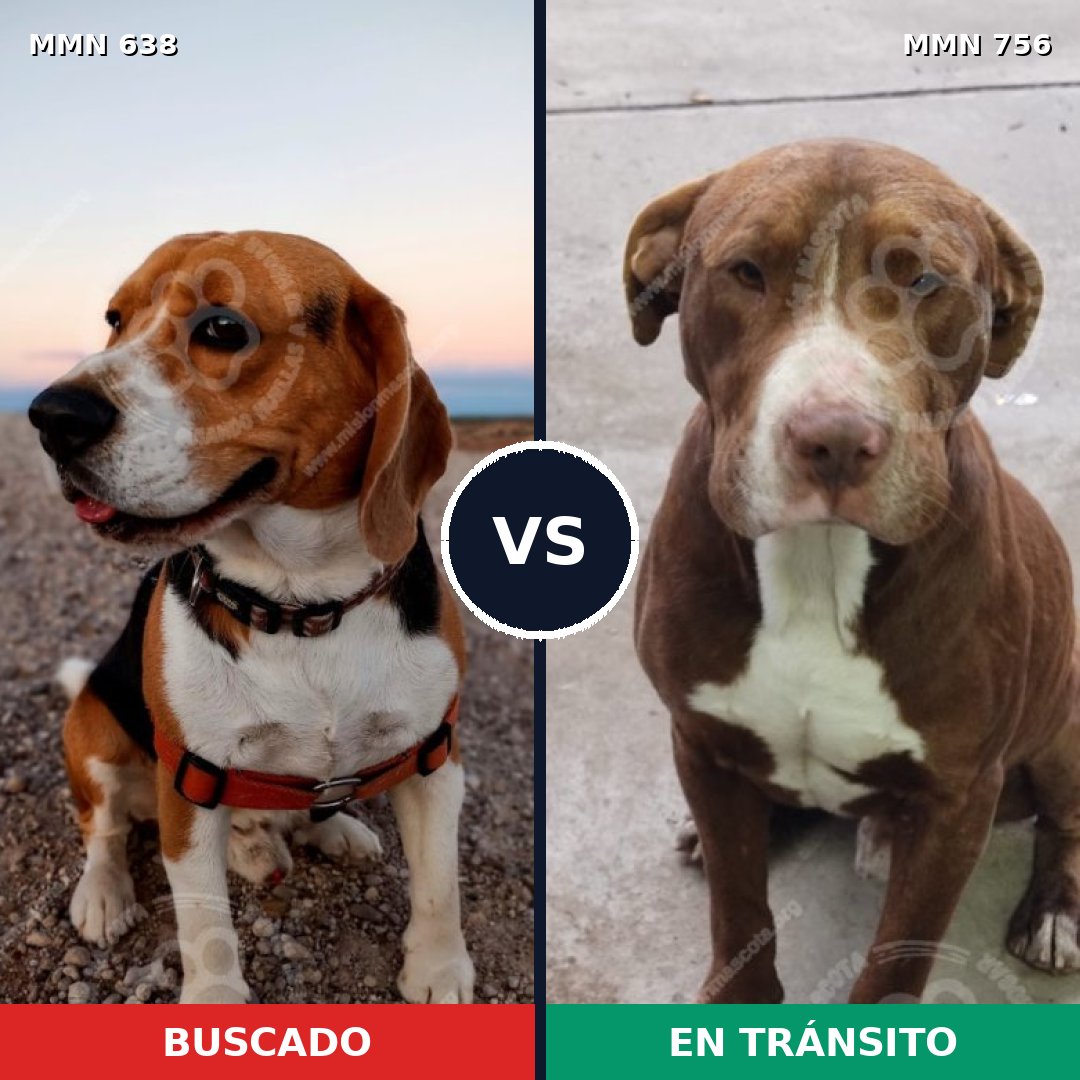 Comparativa MMS 20421: mascota perdida y mascota encontrada, 24% de similitud