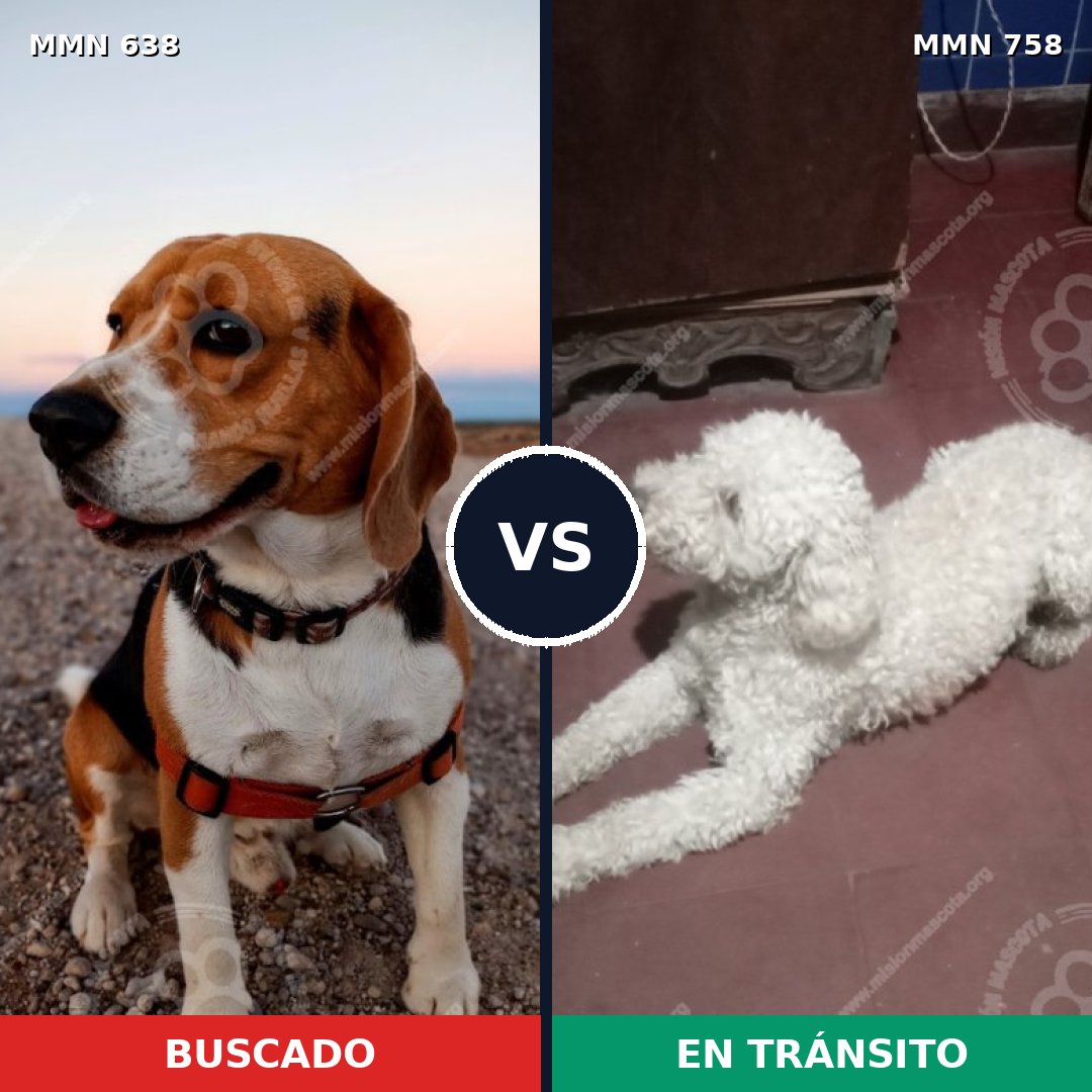 Comparativa MMS 20422: mascota perdida y mascota encontrada, 43% de similitud