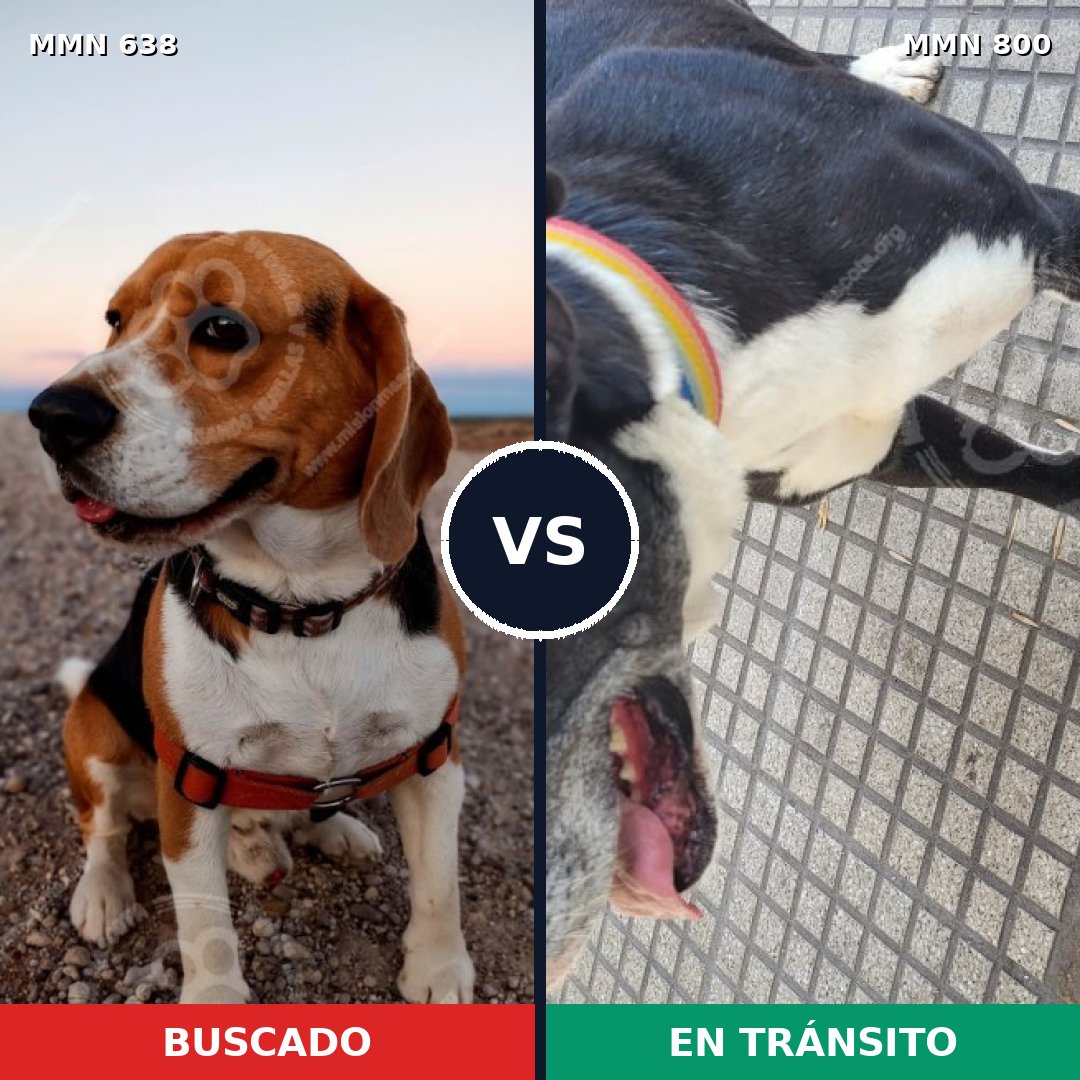 Comparativa MMS 20423: mascota perdida y mascota encontrada, 27% de similitud