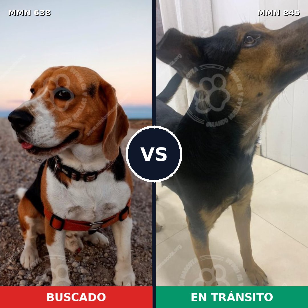 Comparativa MMS 20424: mascota perdida y mascota encontrada, 37% de similitud