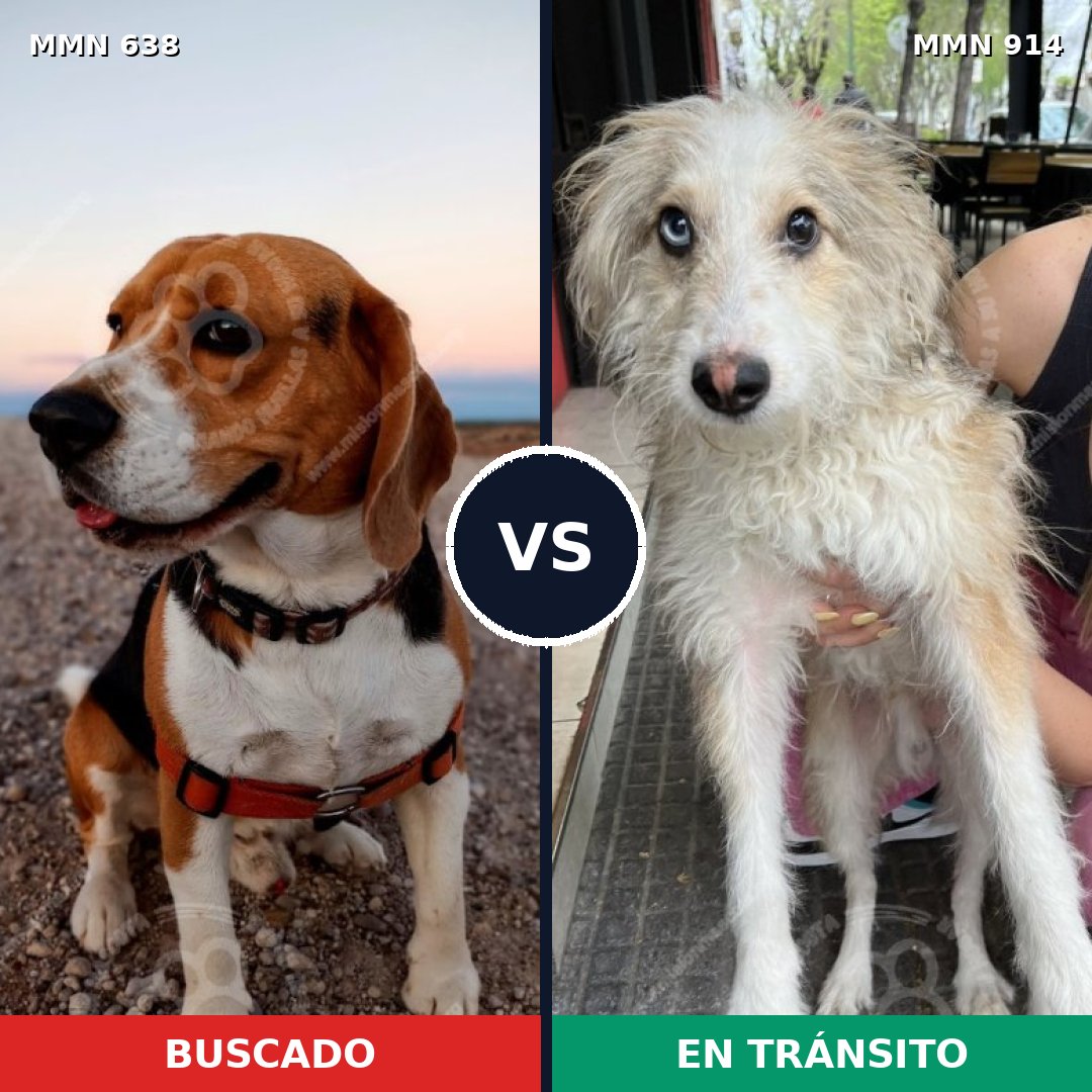 Comparativa MMS 20427: mascota perdida y mascota encontrada, 26% de similitud