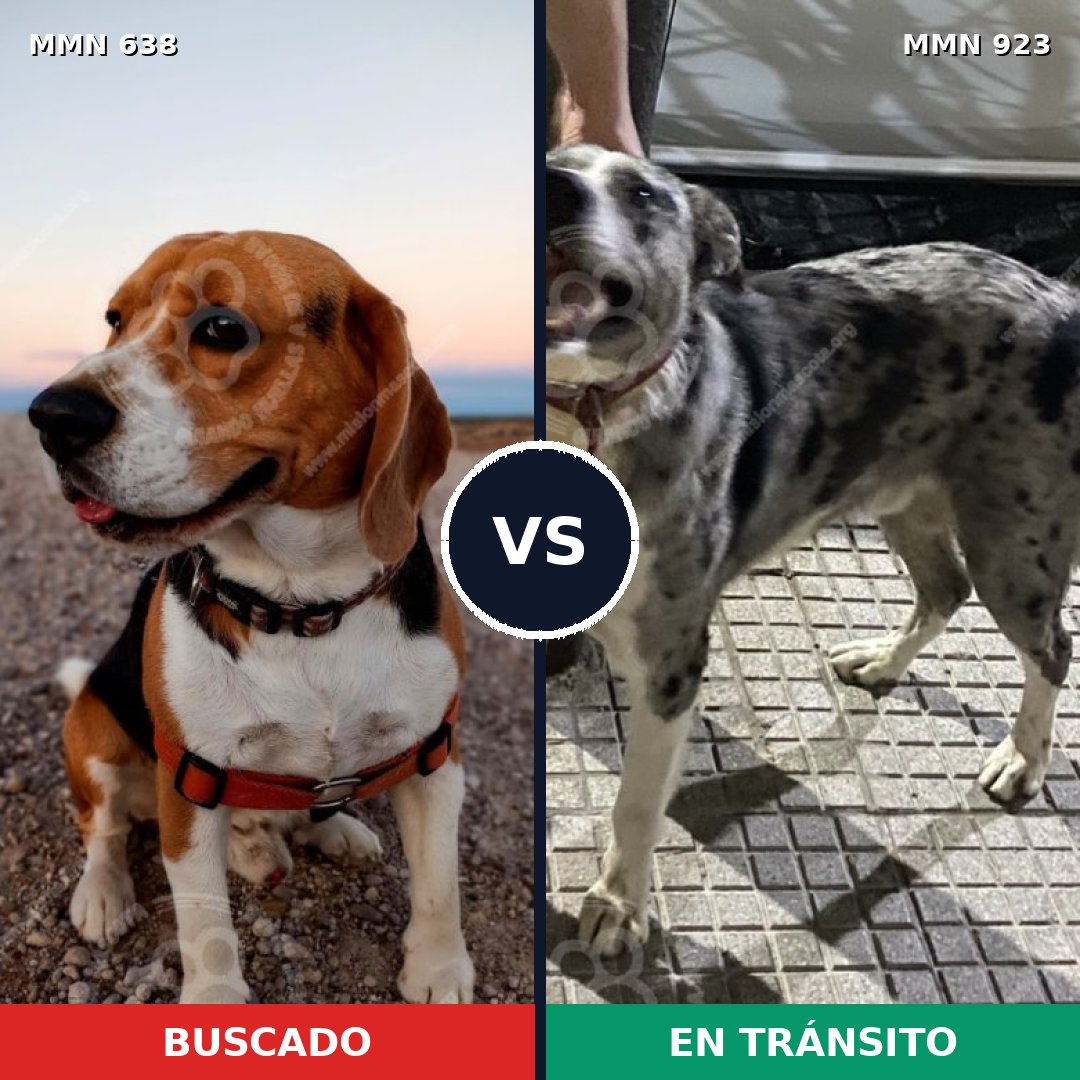 Comparativa MMS 20428: mascota perdida y mascota encontrada, 32% de similitud