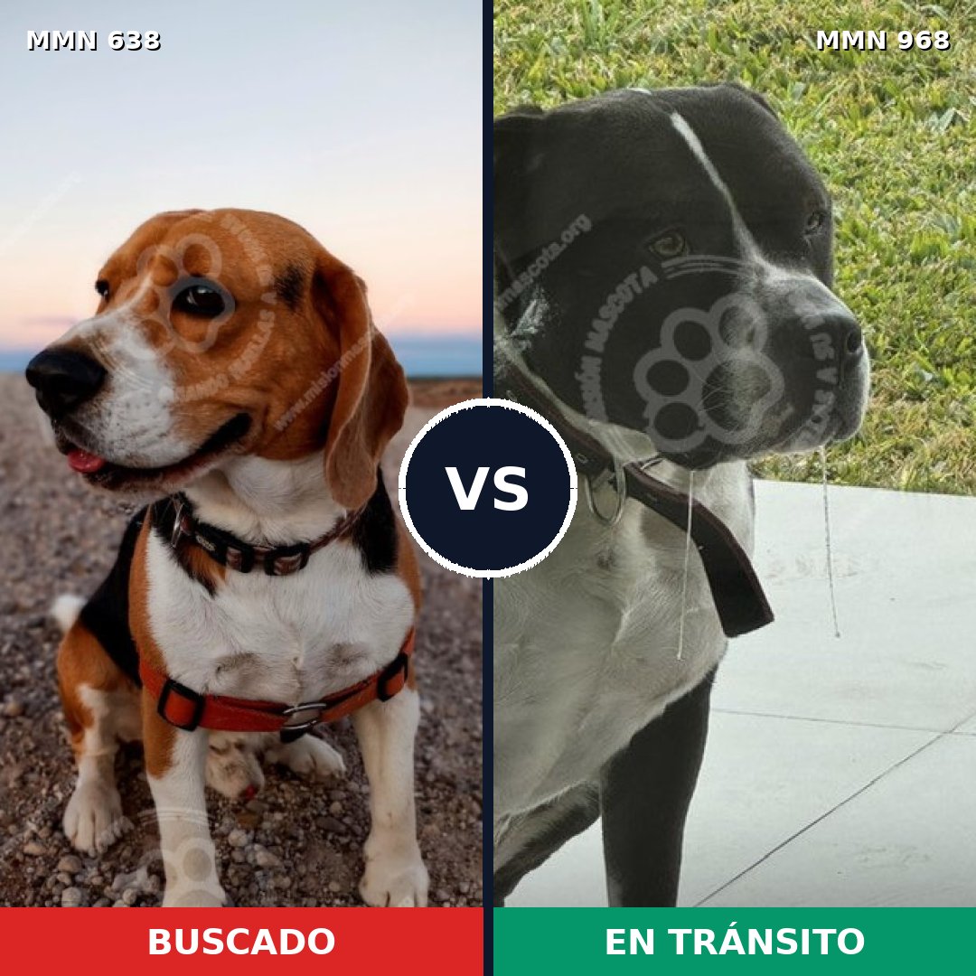 Comparativa MMS 20429: mascota perdida y mascota encontrada, 30% de similitud