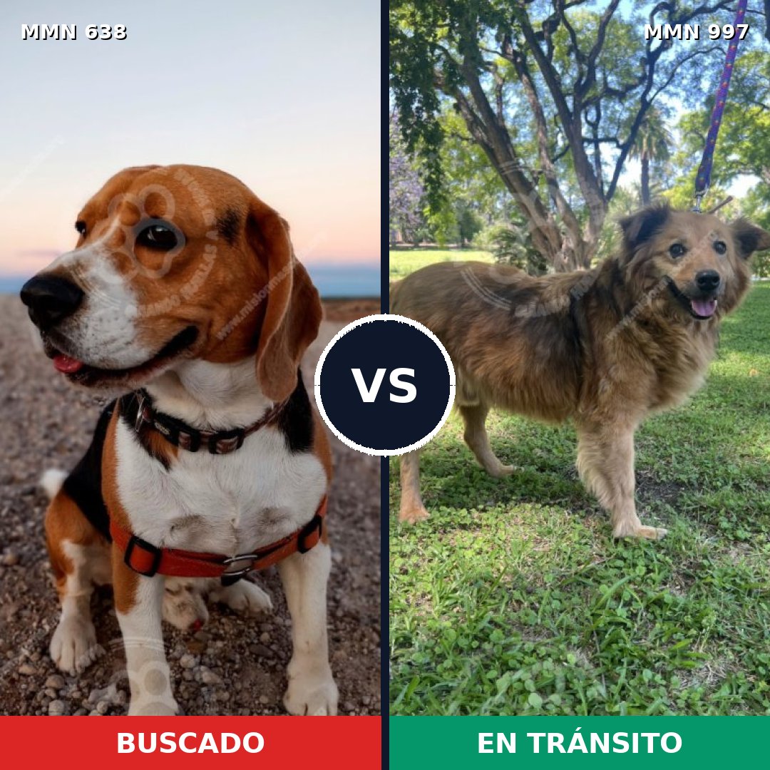 Comparativa MMS 20431: mascota perdida y mascota encontrada, 26% de similitud