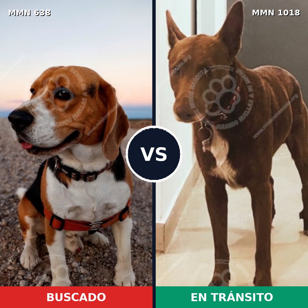 Comparativa MMS 20432: mascota perdida y mascota encontrada, 30% de similitud