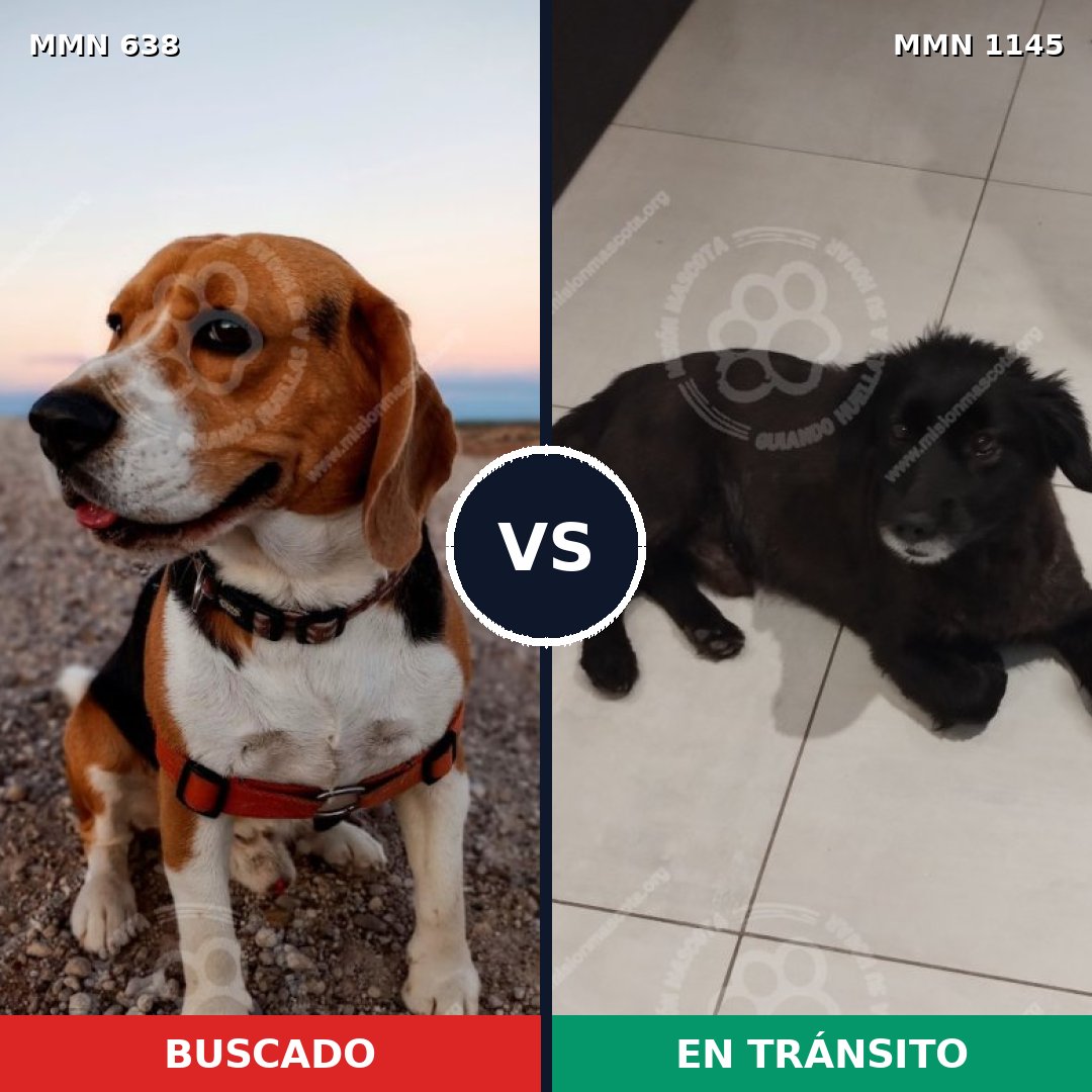 Comparativa MMS 20435: mascota perdida y mascota encontrada, 37% de similitud