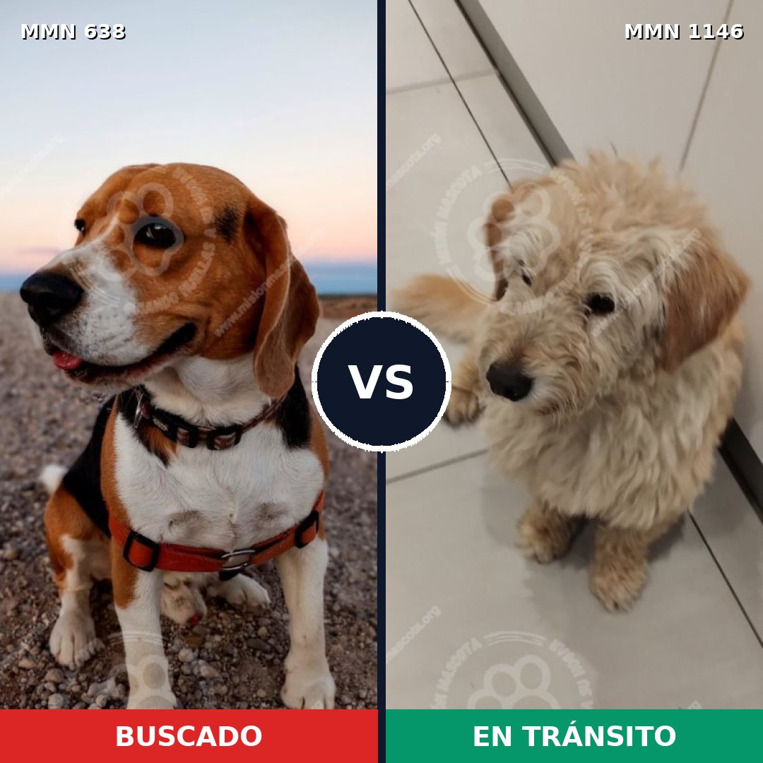 Comparativa MMS 20436: mascota perdida y mascota encontrada, 24% de similitud