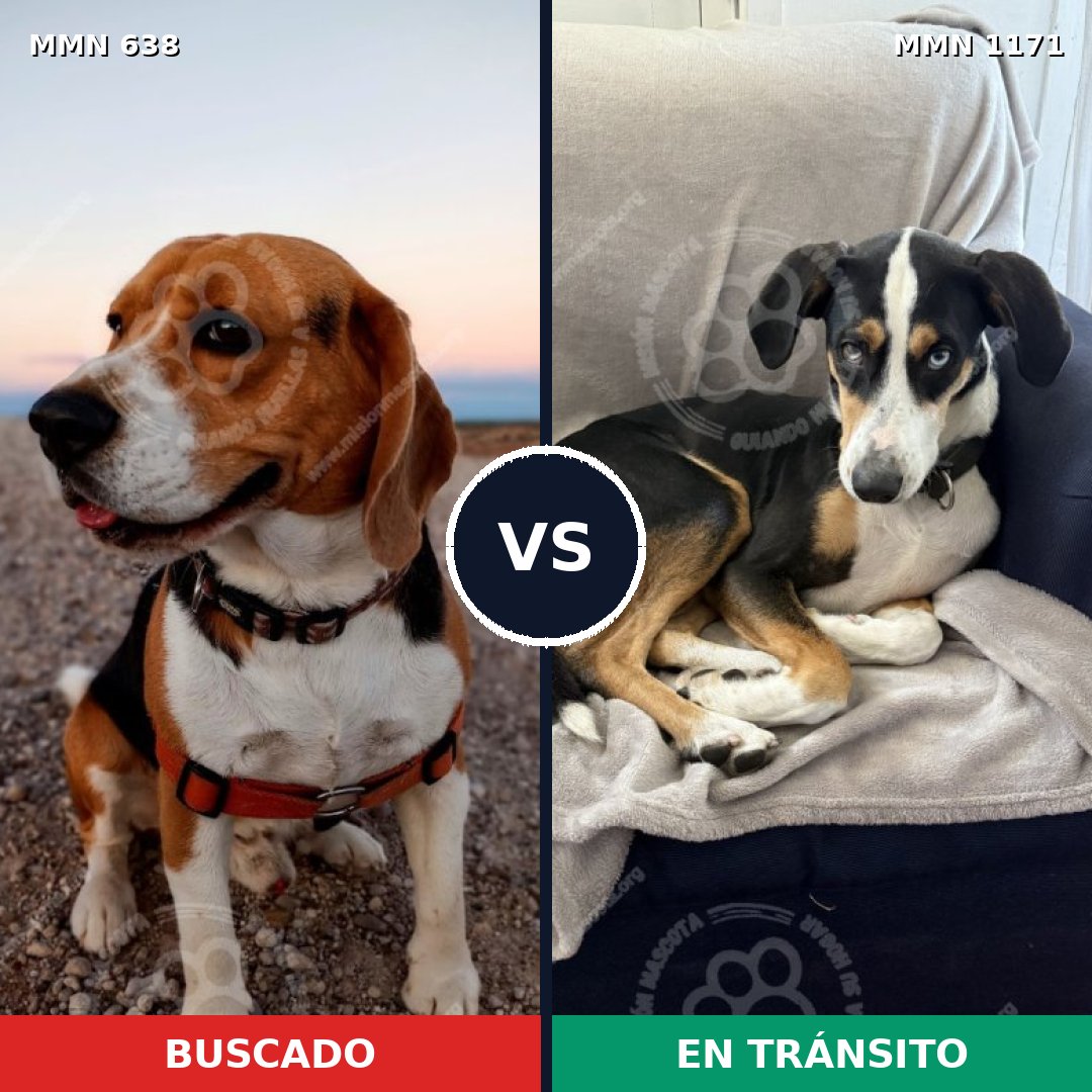 Comparativa MMS 20437: mascota perdida y mascota encontrada, 35% de similitud