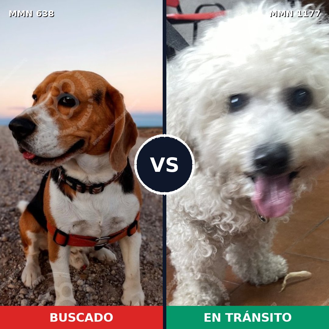 Comparativa MMS 20438: mascota perdida y mascota encontrada, 44% de similitud