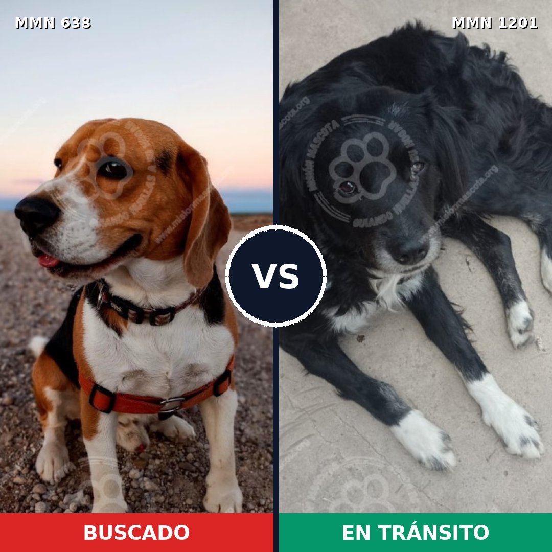 Comparativa MMS 20440: mascota perdida y mascota encontrada, 25% de similitud