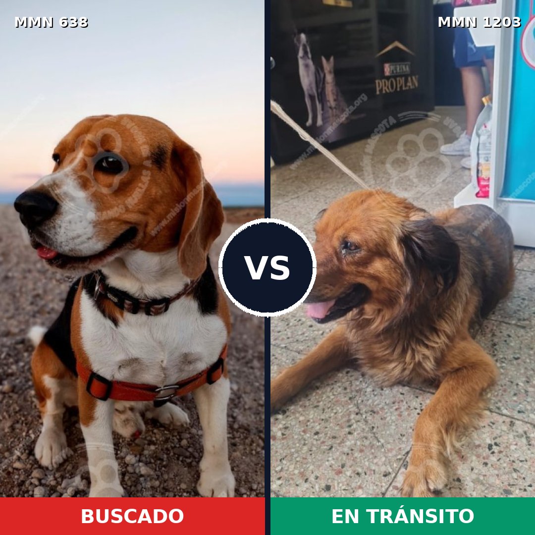 Comparativa MMS 20441: mascota perdida y mascota encontrada, 31% de similitud