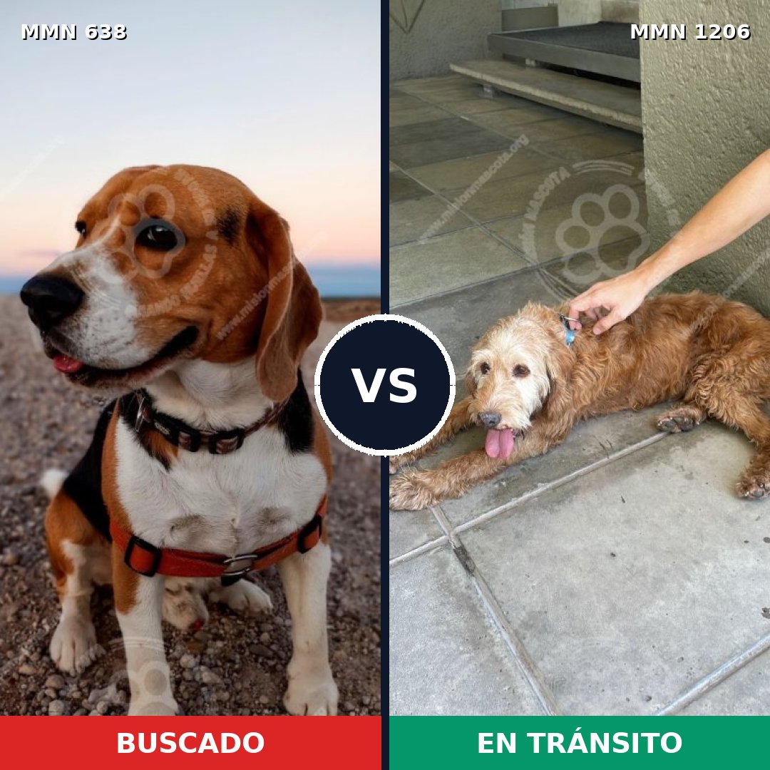 Comparativa MMS 20442: mascota perdida y mascota encontrada, 27% de similitud